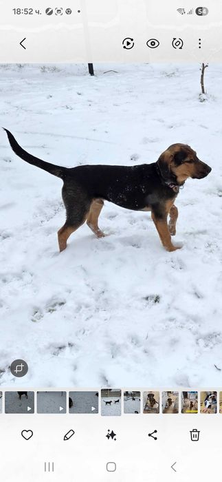 Подарявам кученца