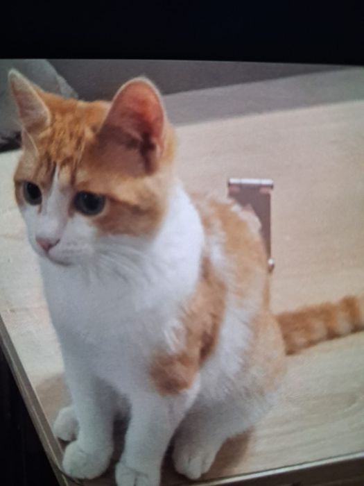 Котенок ищет новый дом!