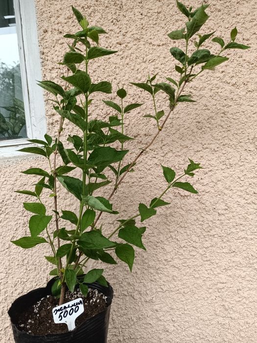 Продам цветы кустарники