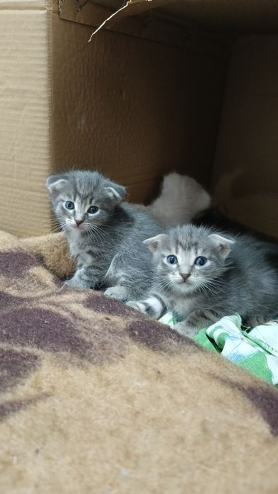 Котята вислоухие