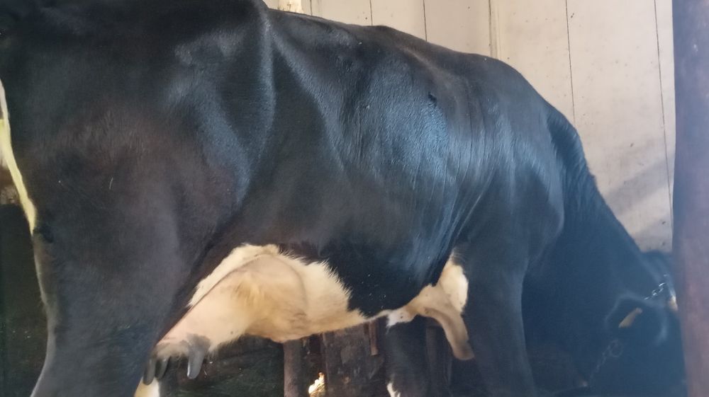 Vând vacă de tăiat bună și de ținut