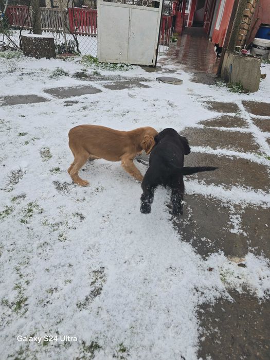 Koker na tiri meseca ima vaksini