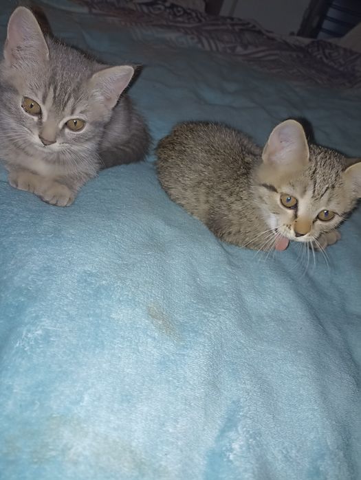 Отдам котят в добрые руки