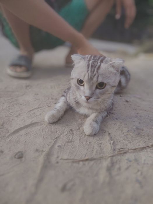scottish fold nasil olsa boladi
