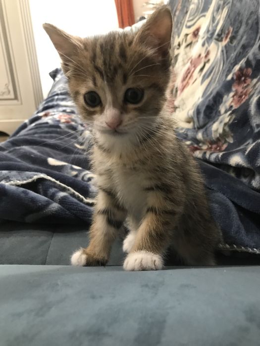 Продам котят абиссинской породы