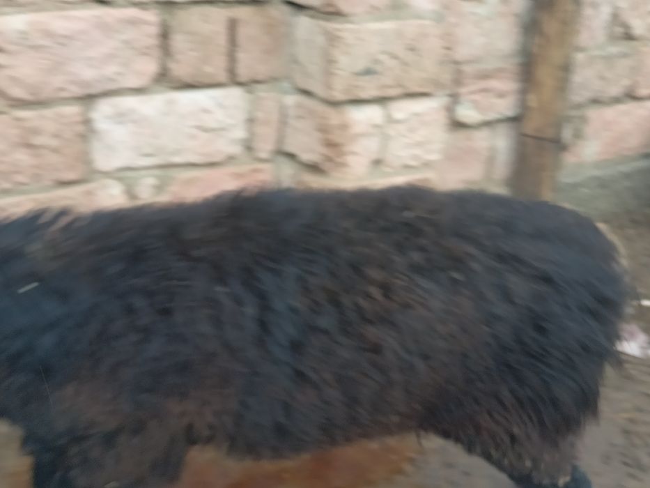 Еркек қара қой семіз