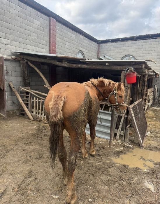 Продаётся лошадь