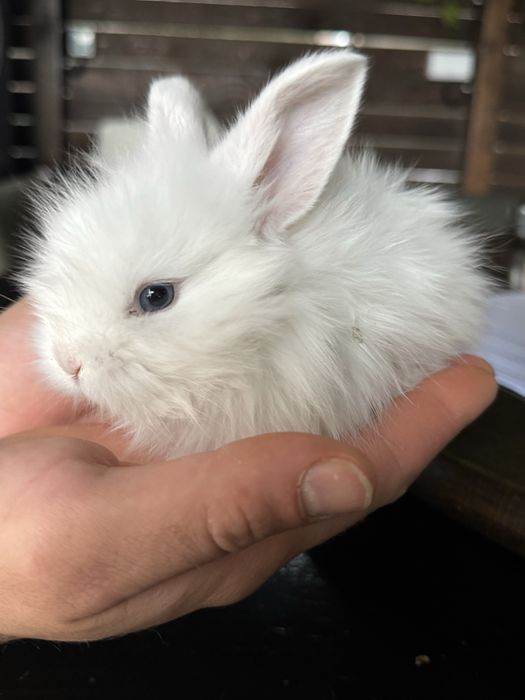 Iepures special cap de leu Angora ochi albastrii