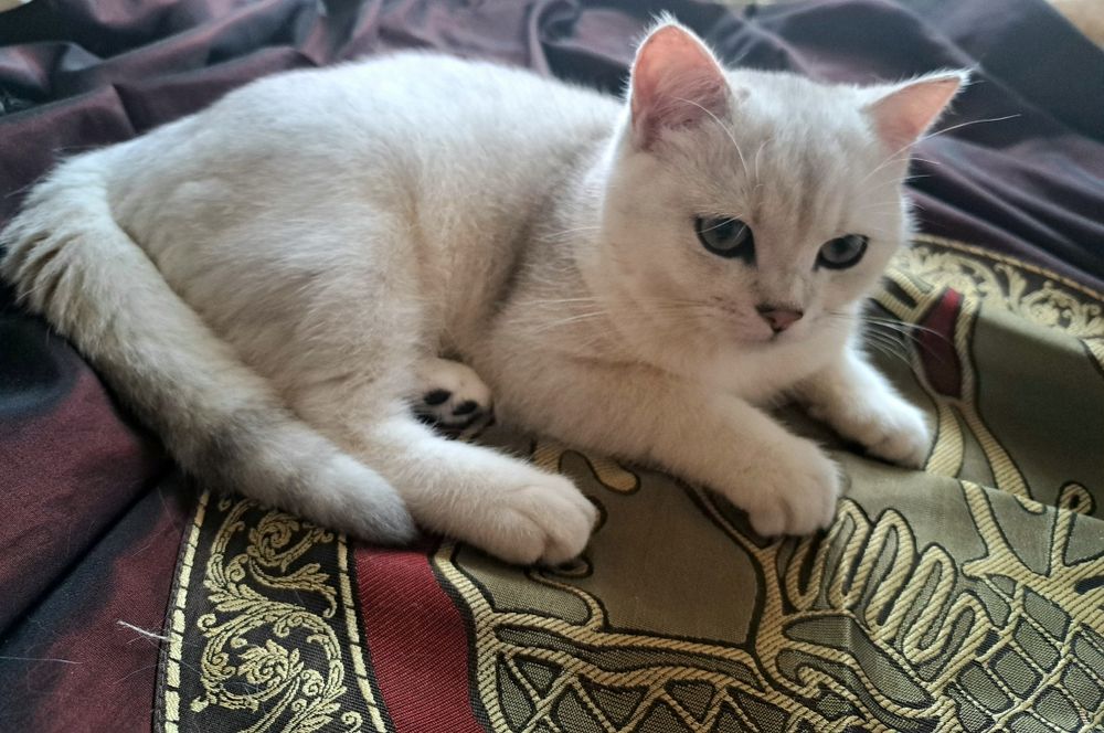 Шотландско котенце