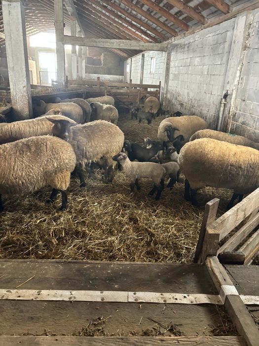 Oi sufolk origine Irlanda