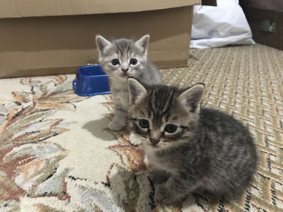 Отдам котят в добрые руки