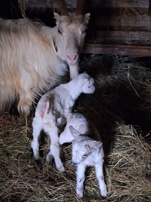 Vând 2 capre cu 4 iezi