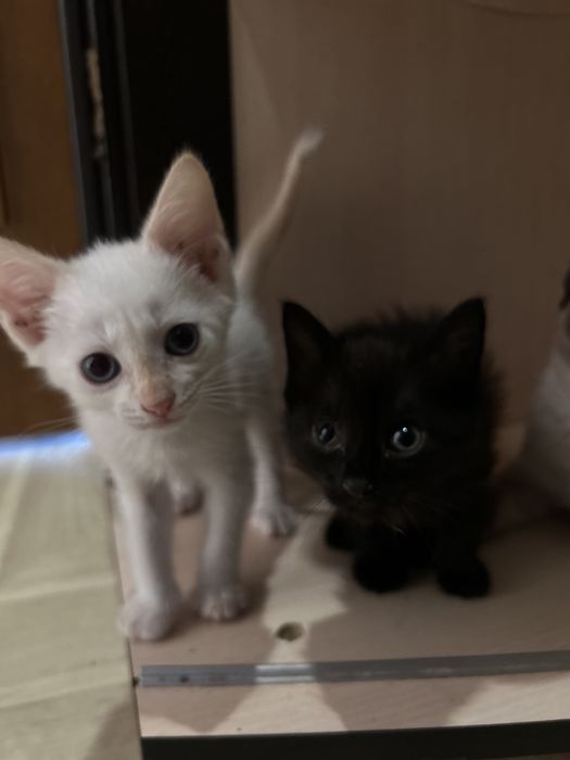 Котята в добрые руки