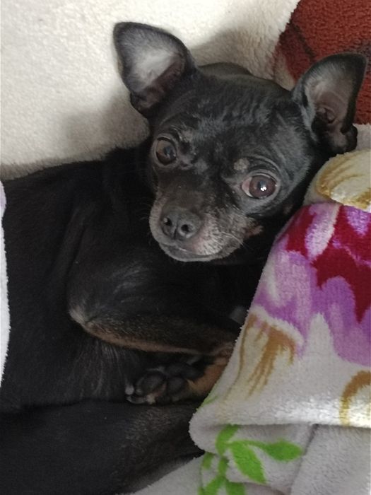 Пропала собака русский той терьер  прошу помогите