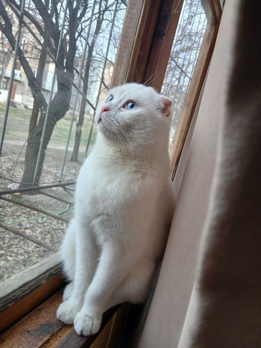 Продаётся шотландский вислоухий кот