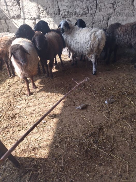 Семіз тоқтылар сатылады