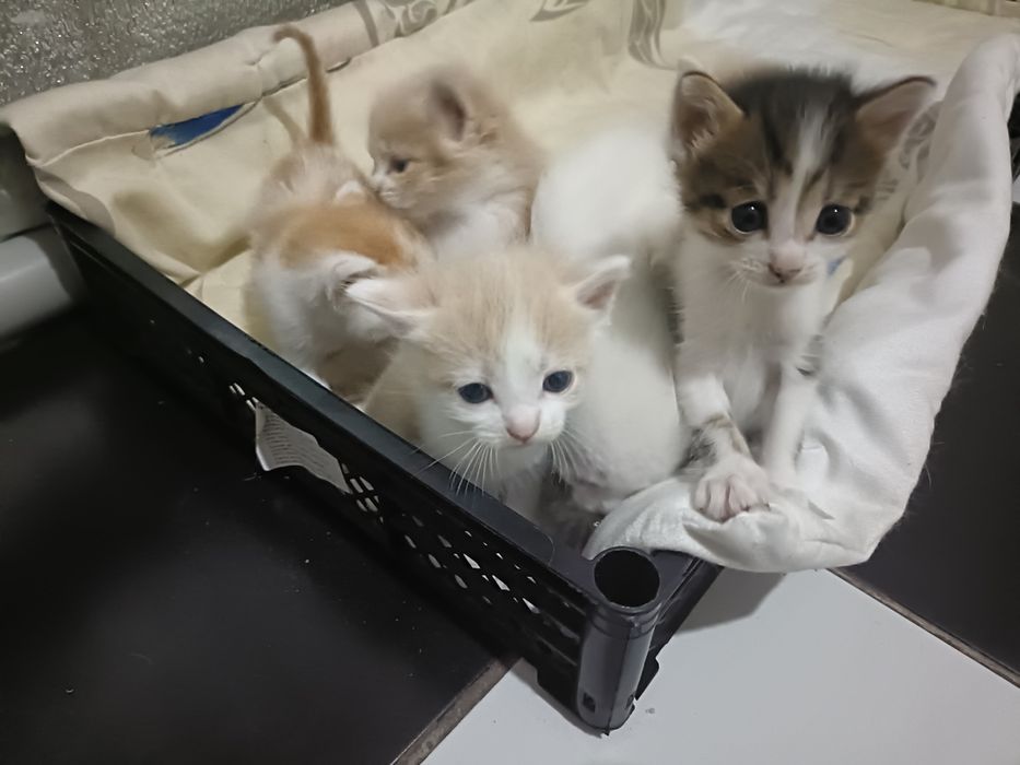 Отдаю даром котят