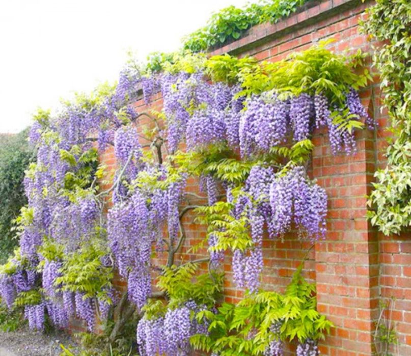 Глицина гули сотилади манзаралик хушбу́й хидлик