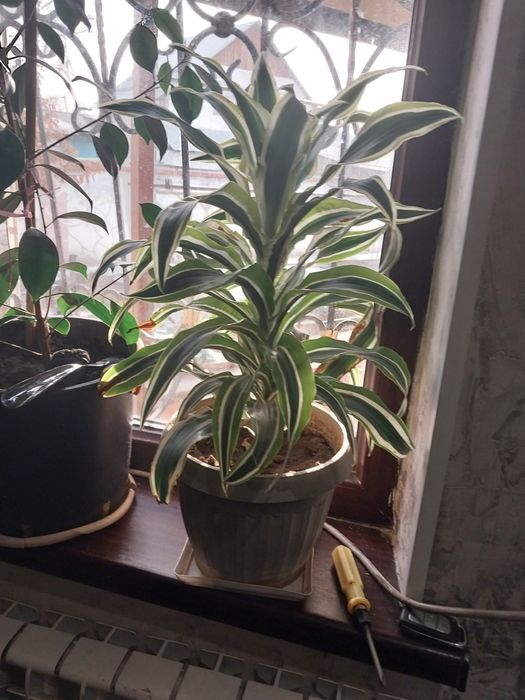 Очень красивые комнатные растения