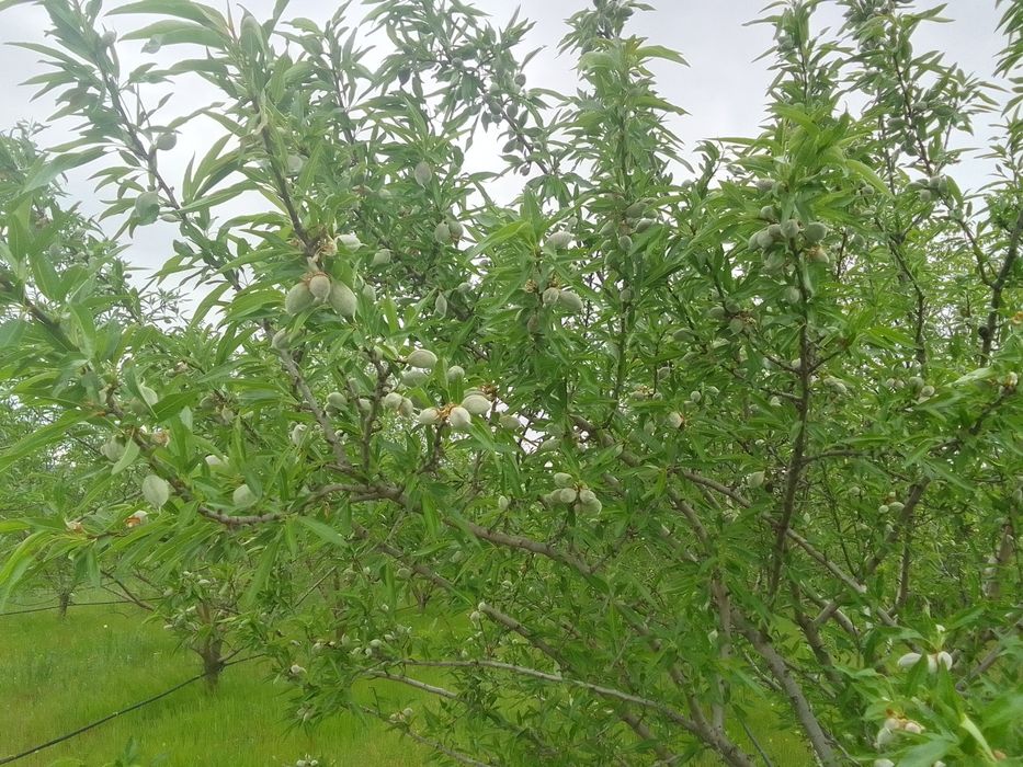 Продава се Земеделски имот в с. Просеник, Област Бургас -  кв.м за 1822 €/дка - Снимка #3