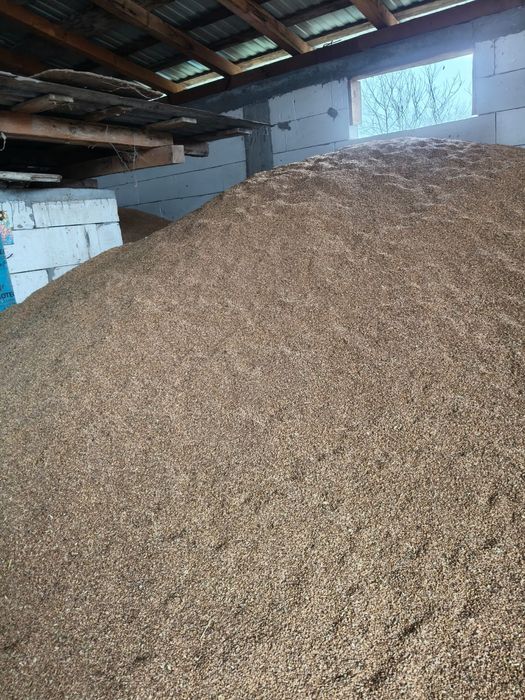 Vând grâu producție 2025