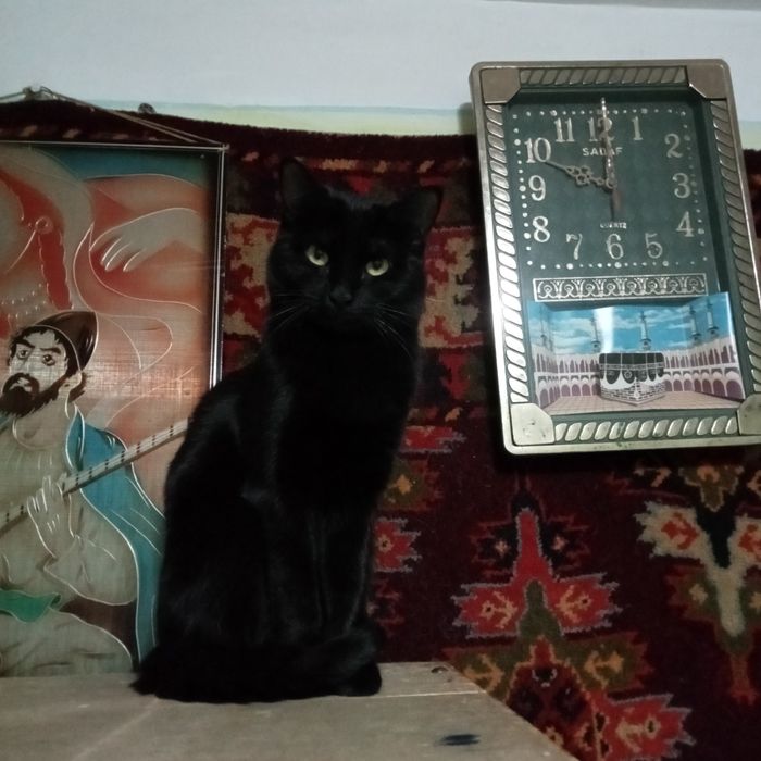 Раздам котят 4,5 месяца. Британцы короткошерстные