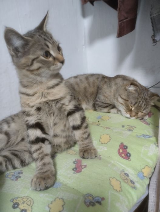 Котик 4 месяца в подарок