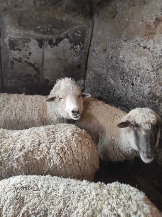 Срочно продам баран можно на выбор
