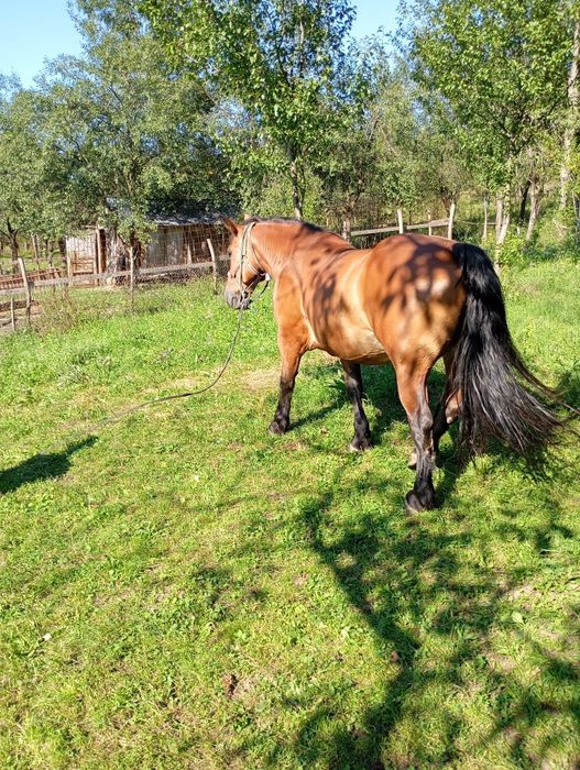 vand iapa foarte buna si ascultatoare de 8 ani