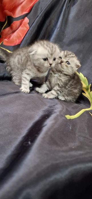 Шотландские вислоухие котята