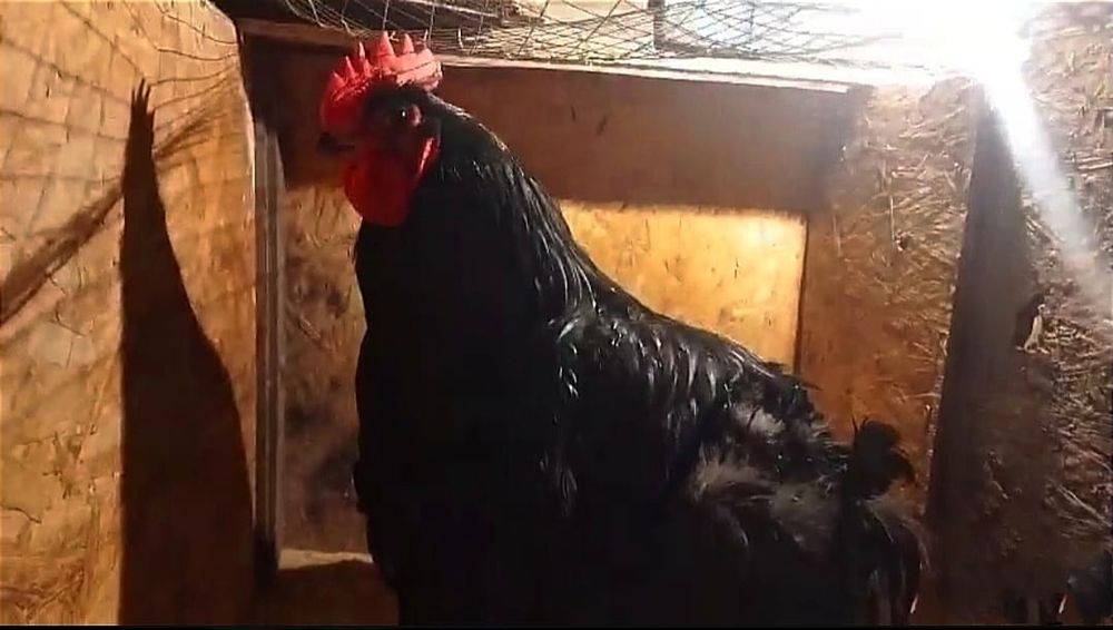 Продам петухов. Джерсийский гигант.
