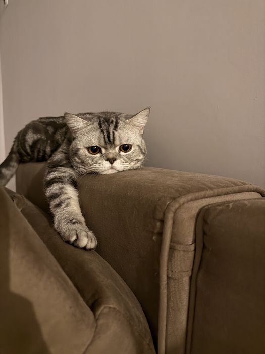 Кот прямоухий шотландец