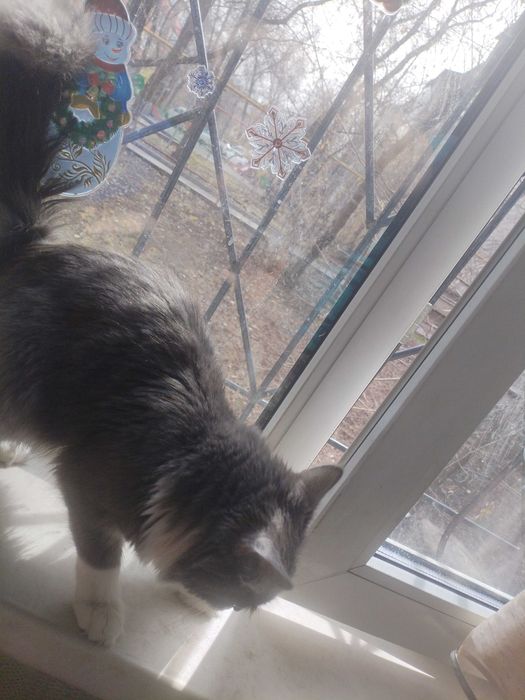 Отдам котофея Филю