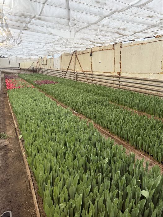 Бронь тюльпанов Алматы