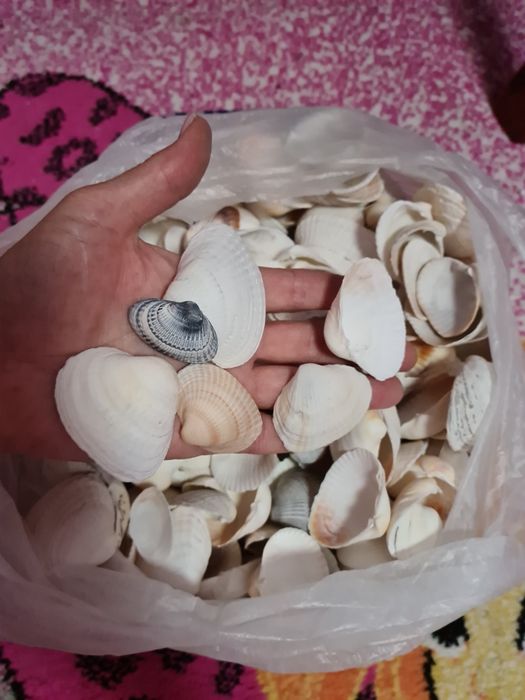 Продам ракушки морские