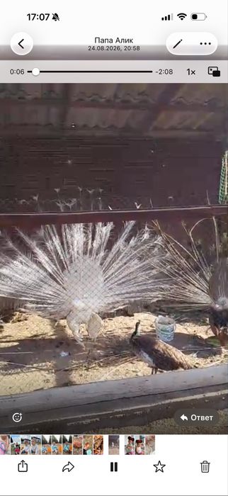 Индийакие Павлины