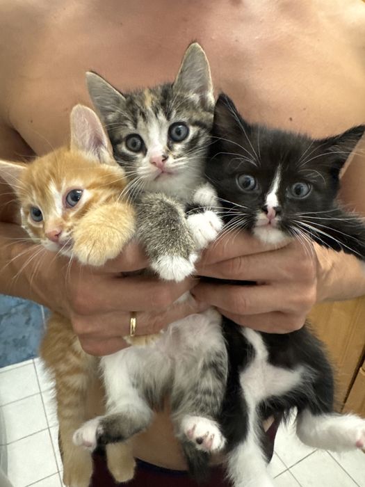 Отдам котят в хорошие руки