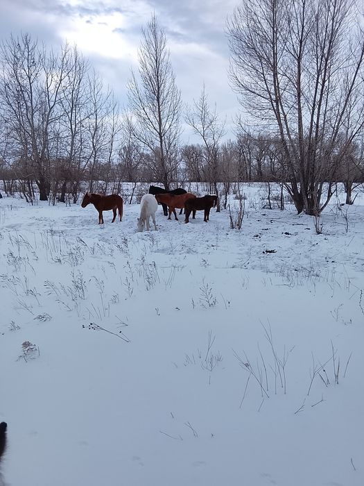 Продам лошадей 2 года