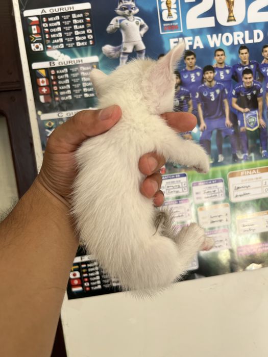 Regdoll 6 ta bolasi