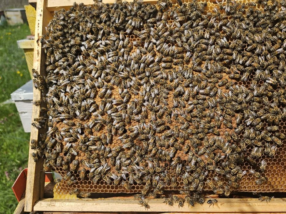 Familii de albine de vanzare