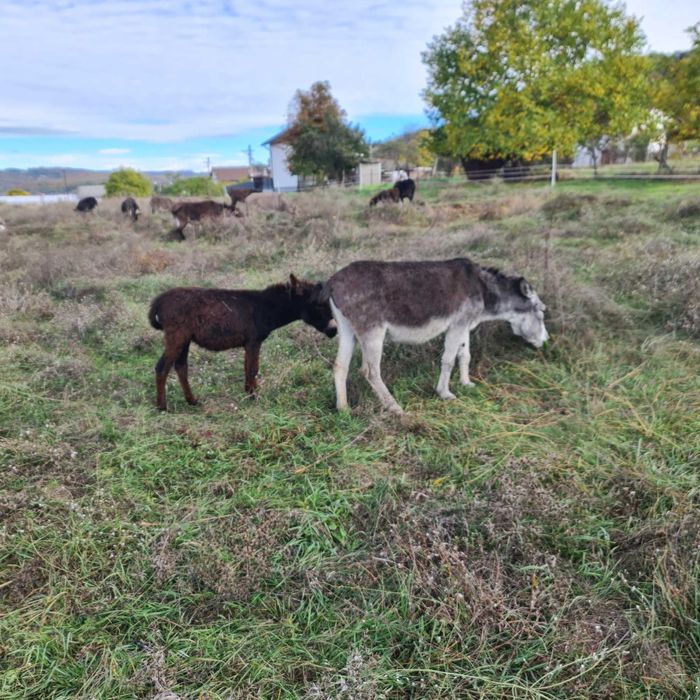 Vand magarite si magari