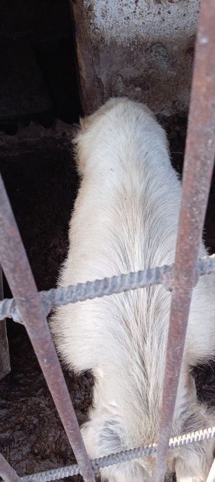 Продам кабана или обменяю