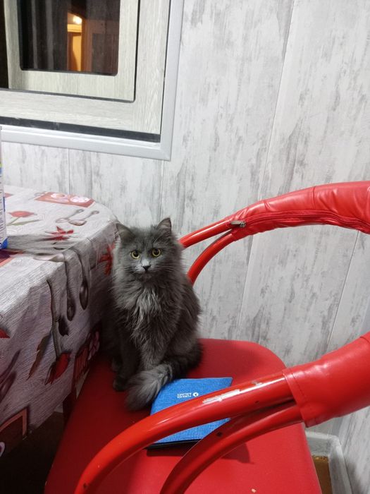 Кошка пародистая  очень умная