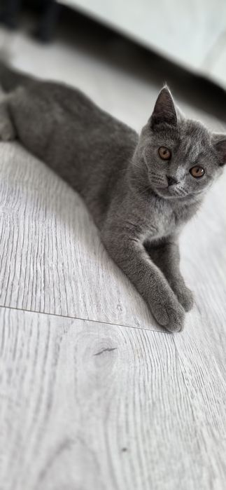 Продаются котята скитиш страйт