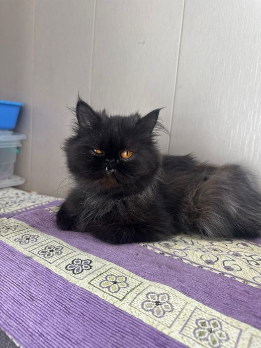 пародистая кошка