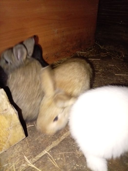 Крольчата малыши