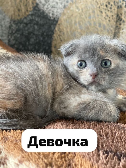 Продаються котята!!!