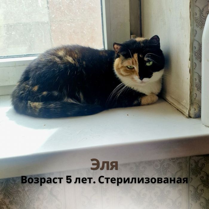 Отдам котов и кошек