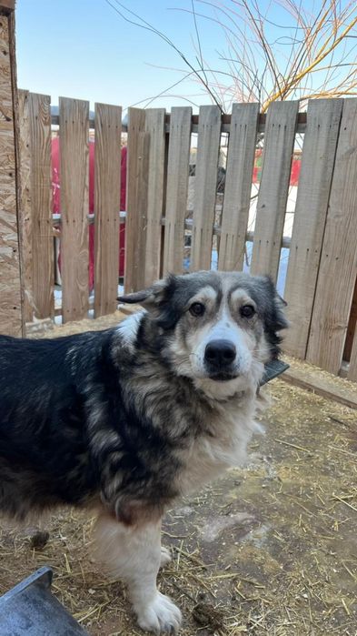 Ягодка ищет дом.