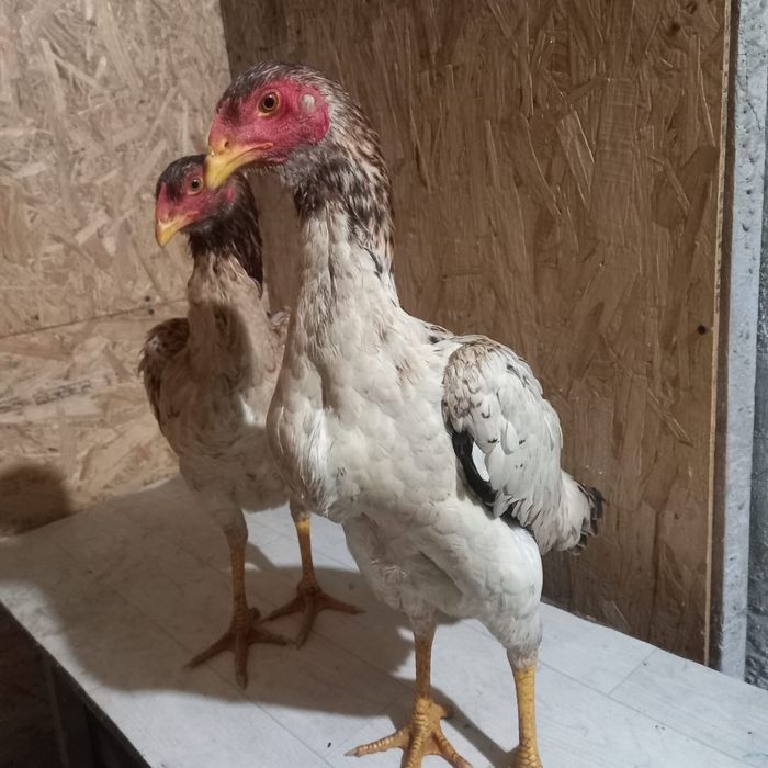 Продам Даканок апрельские